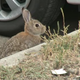 Image for article titled Car-Eating Rabbits Invade Denver Airport